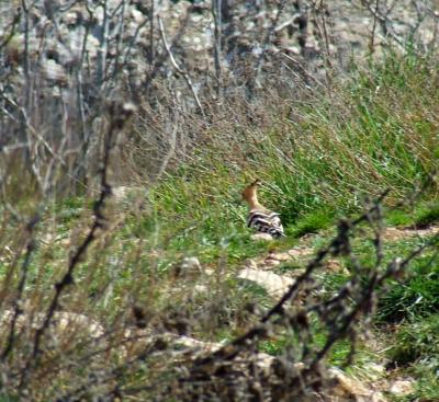 Прикрепленное изображение: uB49.jpg